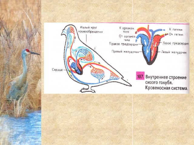Внутреннее строение птиц презентация 7 класс пономарева