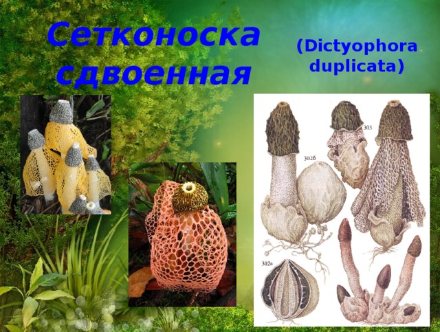 Сетконоска сдвоенная (Dictyophora duplicata) 