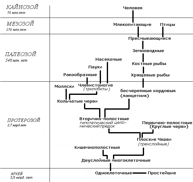 Основные этапы эволюции животных таблица. Этапы эволюции развития животных схема.