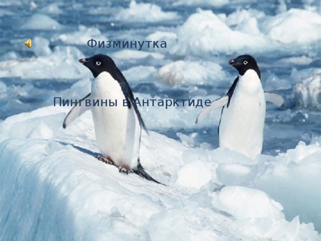  Физминутка Пингвины в Антарктиде 