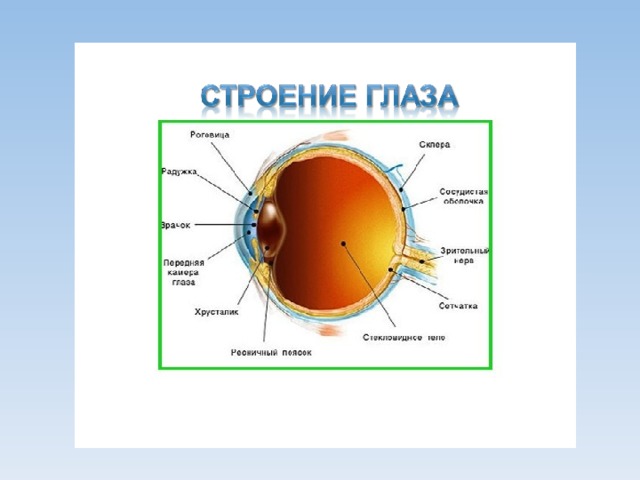 Доклад по физике на тему зрение. Строение глаза физика 8 класс. Глаз и зрение физика. Строение глаза карточка. Оптическое строение глаза.