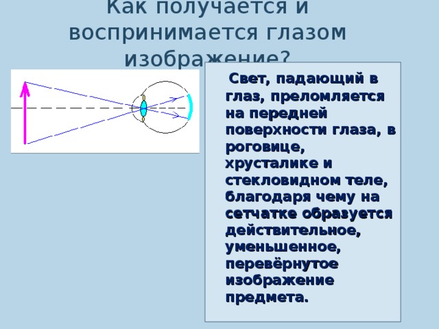 Изображение на сетчатке глаза мнимое или действительное изображение