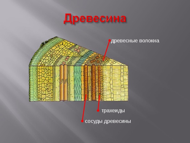 Клетки древесины. Камбий древесные волокна сердцевина. Клетки сердцевины. Клетки сердцевины стебля. Волокна луба и древесины.