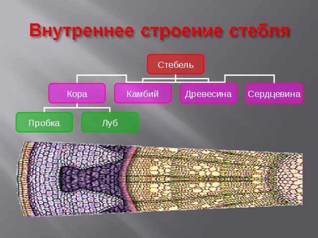 Строение и функции сердцевины стебля