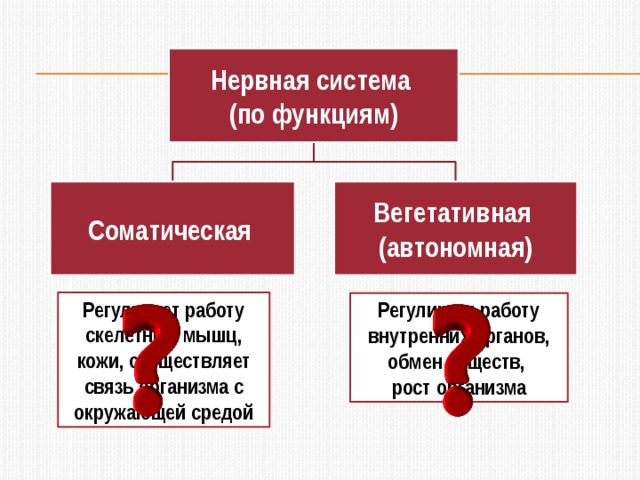 Органы обмен