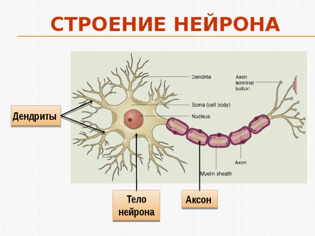 На схеме строения нейрона дендриты обозначены буквой