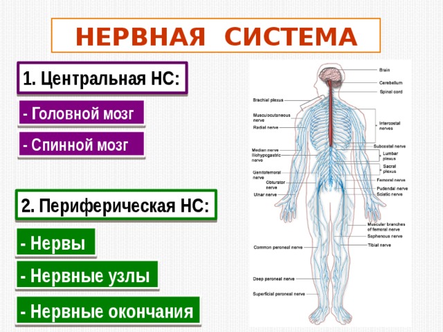 Название органа периферической нервной системы человека