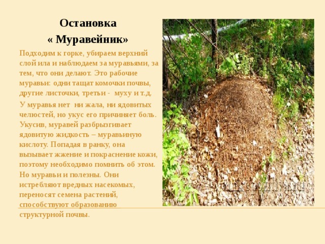 Презентация муравейник для детей доу