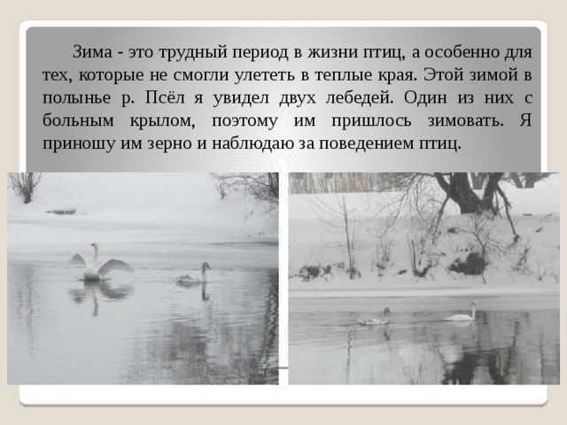 Зима - это трудный период в жизни птиц, а особенно для тех, которые не смогли улететь в теплые края. Этой зимой в полынье р. Псёл я увидел двух лебедей. Один из них с больным крылом, поэтому им пришлось зимовать. Я приношу им зерно и наблюдаю за поведением птиц.