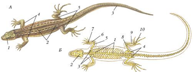 Внешнее строение ящерицы рисунок с подписями