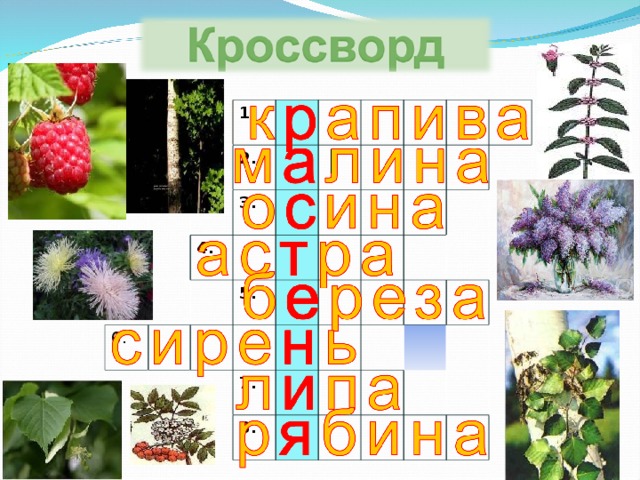 Родные растения. Растения родного края названия. Растения нашего родного края. Травы родного края названия. Цветы родного края названия.