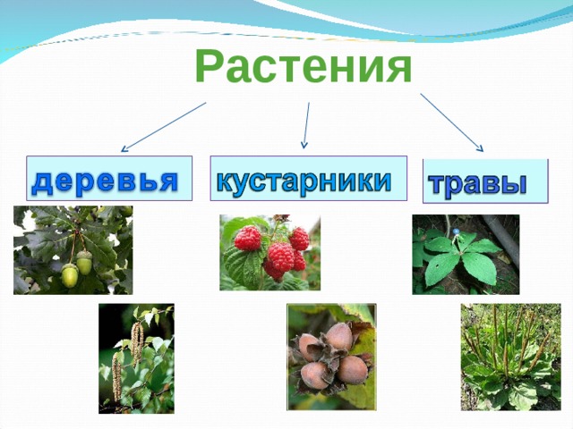 Растения родного края 3 класс