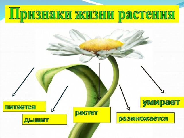 5 основных признаков растений. Признаки жизни растений. Признаки живой природы растения. Признаки жизни живого растения. Живая природа признаки в жизни растений.