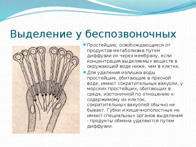 Выделение у животных. Выделение у беспозвоночных животных. Органы выделения беспозвоночных. Выделительная система беспозвоночных. Органы выделения беспозвоночных животных.