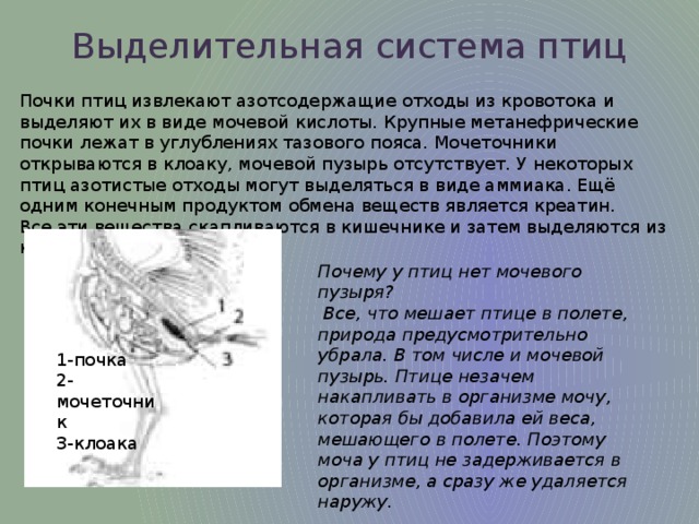 Какой орган выделительной системы отсутствует у птиц. Выделительная система пт ц. Строение выделительной системы птиц. Выделительная система система птиц. Выделительная система птиц кратко.