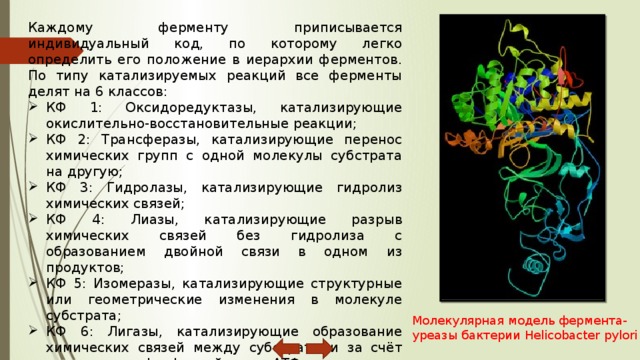 Фермент класса гидролаз. Гидролазы примеры ферментов. ЛИАЗЫ ферменты. Трансферазы примеры ферментов. Классификация ферментов оксидоредуктазы трансферазы.