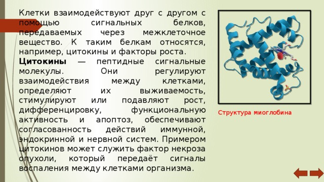 Белки относятся к веществам. Взаимодействующие клетки. Взаимодействие клеток организма. Белковые молекулы фактор роста. К веществам белковой природы относятся.