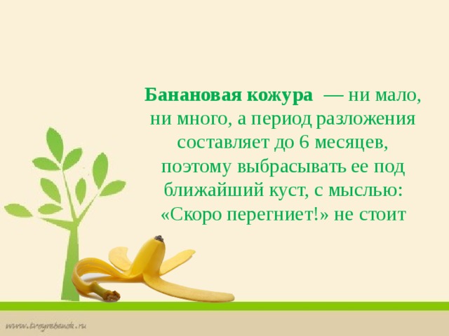 Банановая кожура   — ни мало, ни много, а период разложения составляет до 6 месяцев, поэтому выбрасывать ее под ближайший куст, с мыслью: «Скоро перегниет!» не стоит 