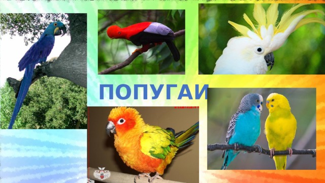 ПОПУГАИ 