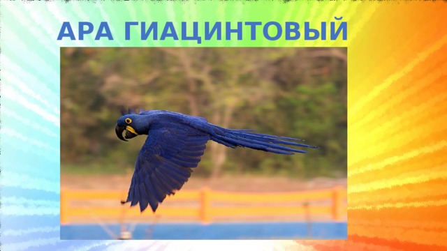 АРА ГИАЦИНТОВЫЙ 