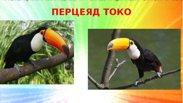 ПЕРЦЕЯД ТОКО   
