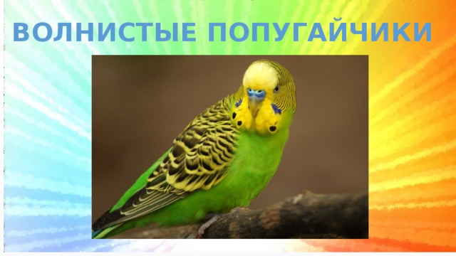 ВОЛНИСТЫЕ ПОПУГАЙЧИКИ 