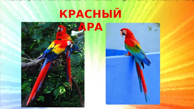 КРАСНЫЙ АРА 
