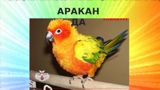 АРАКАНДА 