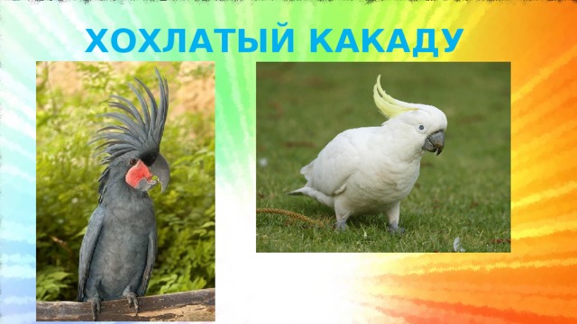 ХОХЛАТЫЙ КАКАДУ 