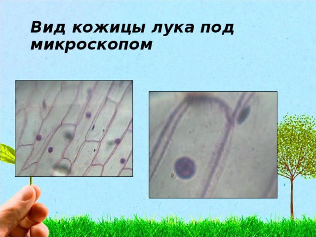 Кожица лука под микроскопом рисунок с подписями