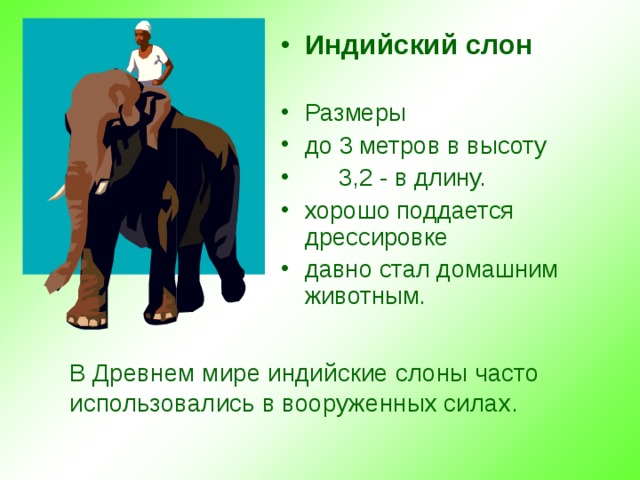 Индийский слон   Размеры до 3 метров в высоту  3,2 - в длину. хорошо поддается дрессировке давно стал домашним животным.   В Древнем мире индийские слоны часто использовались в вооруженных силах. 
