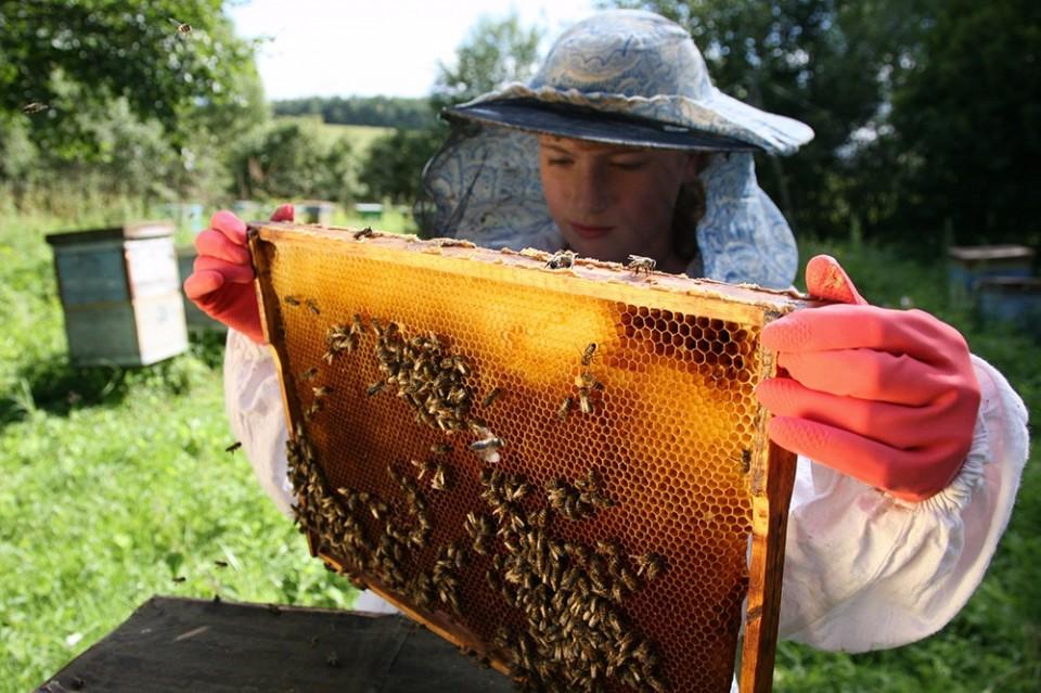 Когда собирают мед. Пчелы в улье. Пчелы пасека. Пчела и пчеловод. Пчелы и мед.