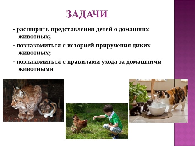 - расширить представления детей о домашних животных; - познакомиться с историей приручения диких животных; - познакомиться с правилами ухода за домашними животными 