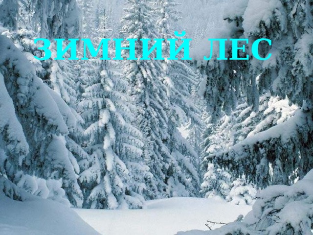 ЗИМНИЙ ЛЕС 