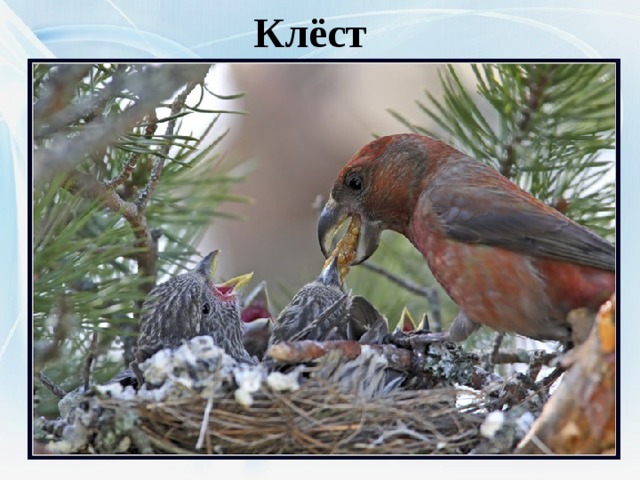 Клёст 