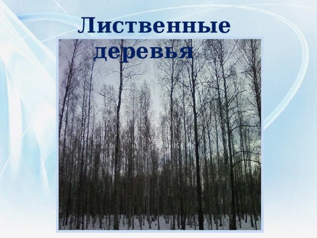  Лиственные деревья 