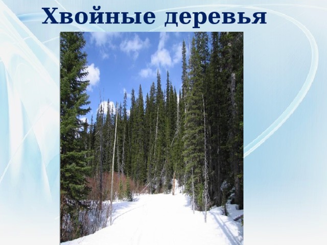 Хвойные деревья 