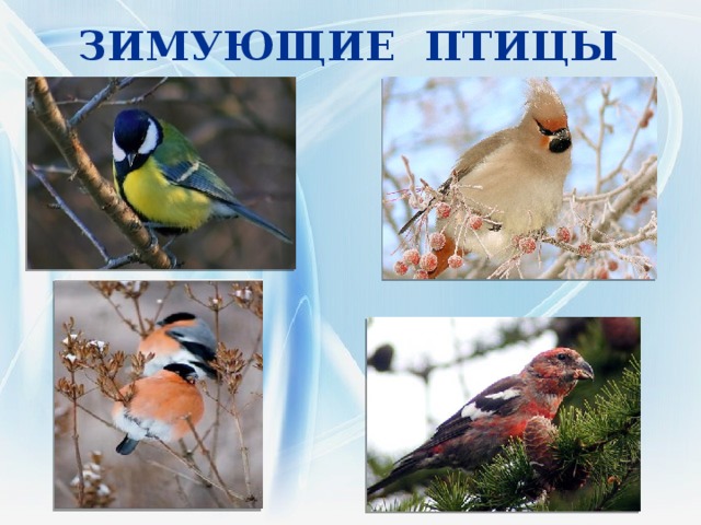 ЗИМУЮЩИЕ ПТИЦЫ 