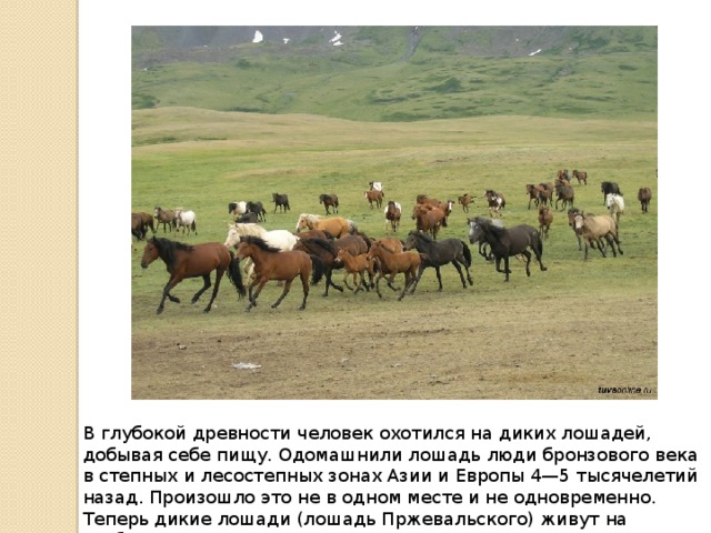 В глубокой древности человек охотился на диких лошадей, добывая себе пищу. Одомаш­нили лошадь люди бронзового века в степных и лесостепных зонах Азии и Европы 4—5 ты­сячелетий назад. Произошло это не в одном месте и не одновременно. Теперь дикие лошади (лошадь Пржевальского) живут на свободе толь­ко в степях Монголии. 