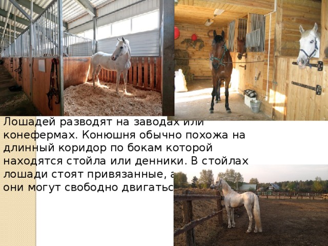 Лошадей разводят на заводах или конефермах. Конюшня обычно похожа на длинный коридор по бокам которой находятся стойла или денники. В стойлах лошади стоят привязанные, а в денниках они могут свободно двигаться. 