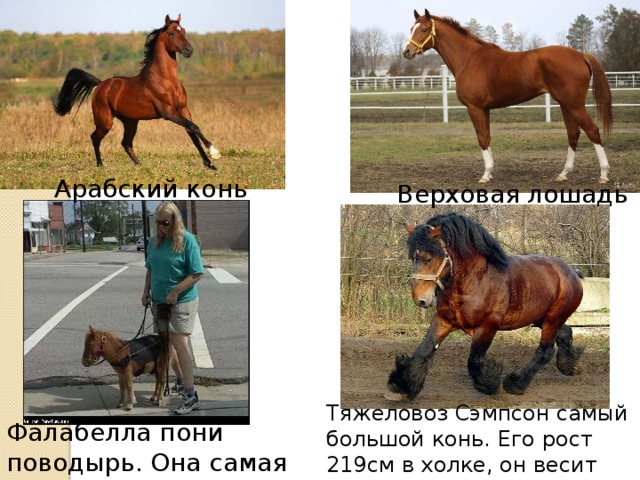 Арабский конь Верховая лошадь Тяжеловоз Сэмпсон самый большой конь. Его рост 219см в холке, он весит больше 1.5 тон. Фалабелла пони поводырь. Она самая маленькая пони. 