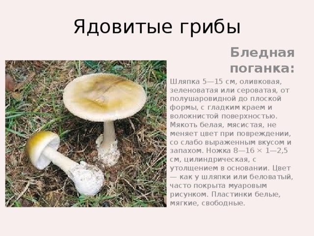 Как выглядит белая поганка Презентация на тему:"Ядовитые растения"