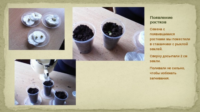 Экспериментатор измельчил семена гороха добавил воды. Ученики проводили опыты проращивания семян. Ученики провели опыт по проращиванию семян гороха. Проращивание гороха опыт. Семена фасоли в стакане с почвой.
