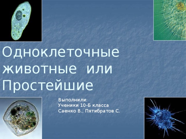 Одноклеточные животные или Простейшие   Выполнили: Ученики 10-Б класса Саенко В., Пятибратов С. 