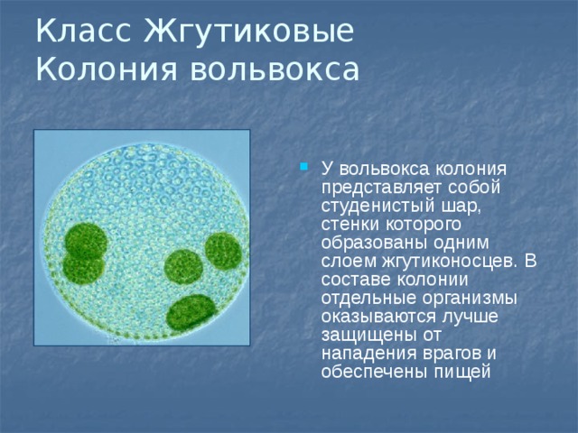 Класс Жгутиковые  Колония вольвокса   У вольвокса колония представляет собой студенистый шар, стенки которого образованы одним слоем жгутиконосцев. В составе колонии отдельные организмы оказываются лучше защищены от нападения врагов и обеспечены пищей 