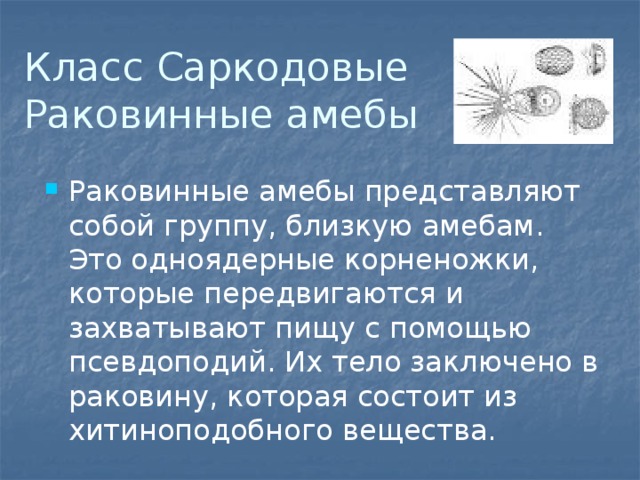 Класс Саркодовые  Раковинные амебы Раковинные амебы представляют собой группу, близкую амебам. Это одноядерные корненожки, которые передвигаются и захватывают пищу с помощью псевдоподий. Их тело заключено в раковину, которая состоит из хитиноподобного вещества. 