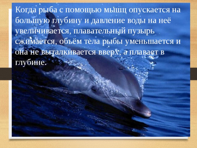 Когда рыба с помощью мышц опускается на большую глубину и давление воды на неё увеличивается, плавательный пузырь сжимается, объём тела рыбы уменьшается и она не выталкивается вверх, а плавает в глубине. 