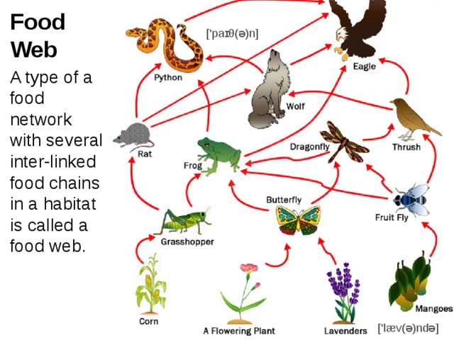 Food chain презентация