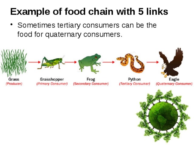 Презентация food chain 7 класс спотлайт