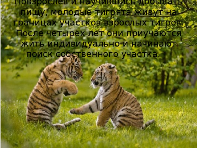 Годы после тигра. Год после тигра. Какие года будут после тигра. Какое животное идет после тигра.